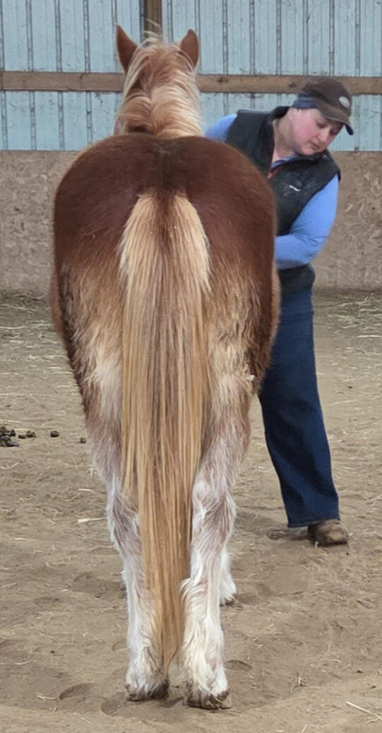 Training, Lessons & Equine Assisted Learning